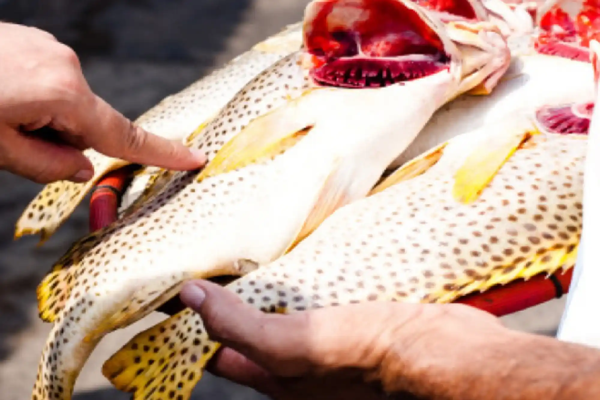Save money with hamour fish benefits UAE